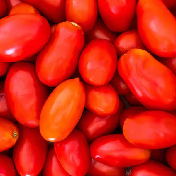 Tomate Roma